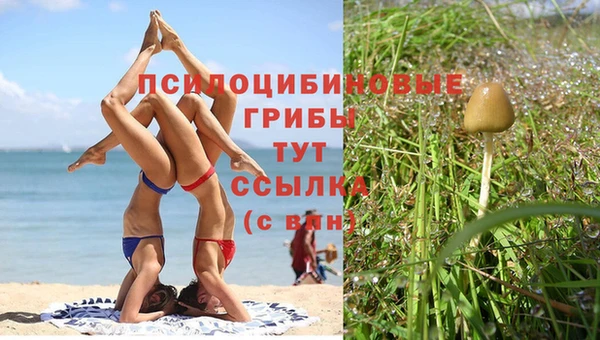 прущие грибы Аркадак